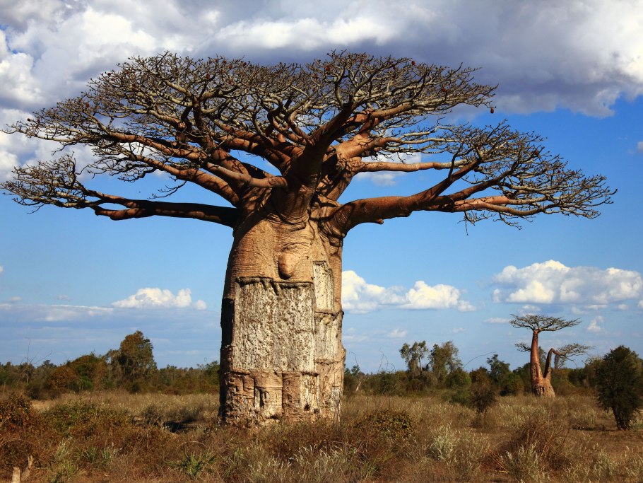 Adansonia digitata баобаб Адансония пальчатая