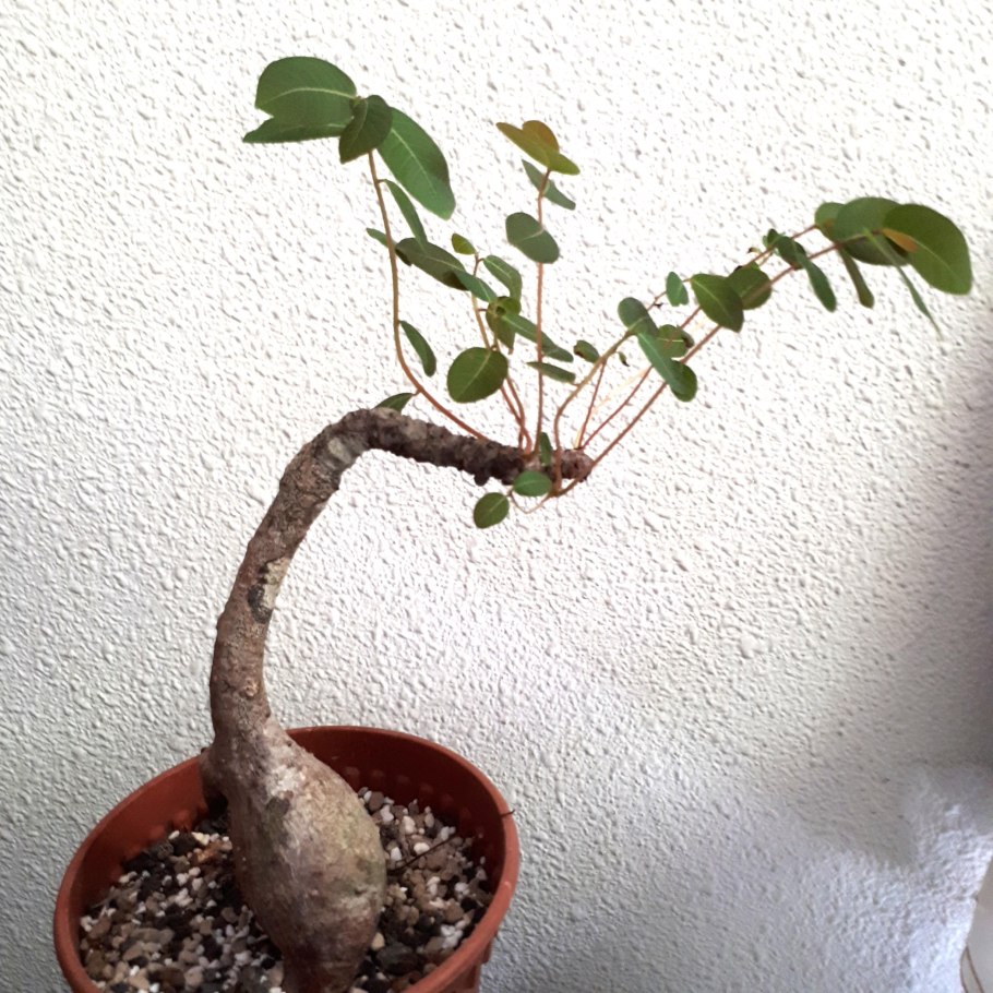 Баобаб дерево Сенегал