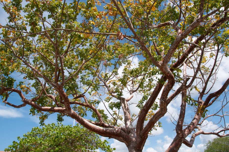 Филлантус каудекс