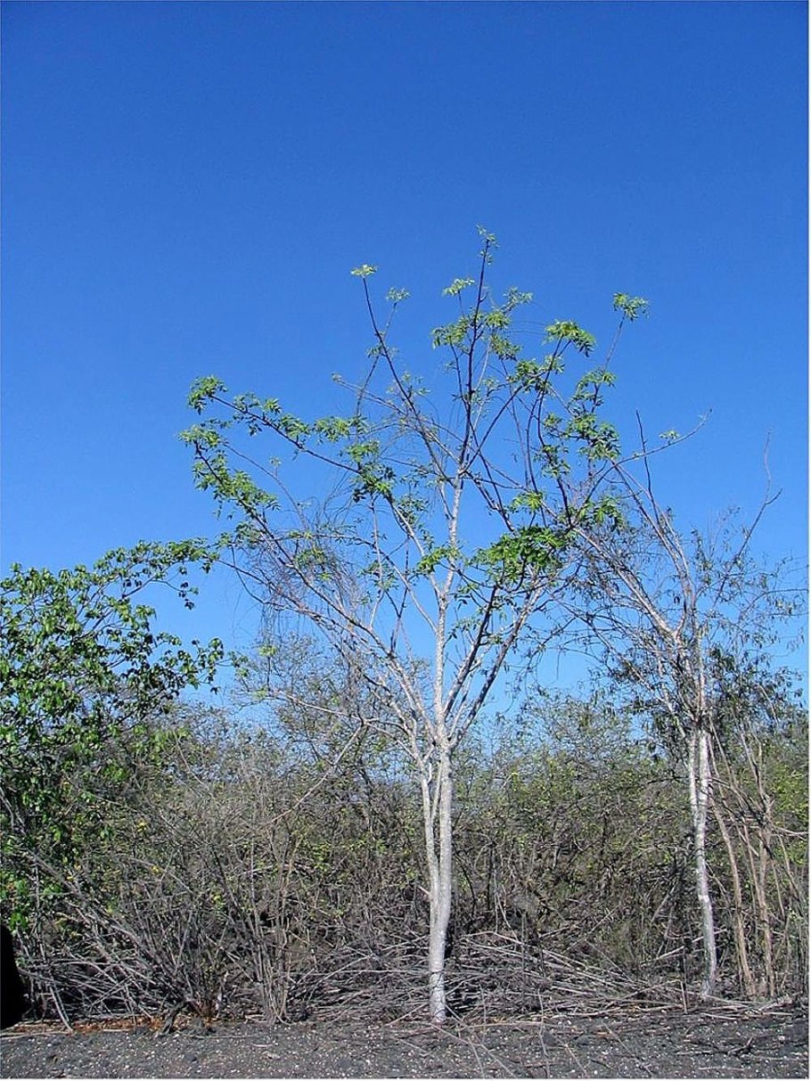 Оперкуликария пахипус долго прорастают семена