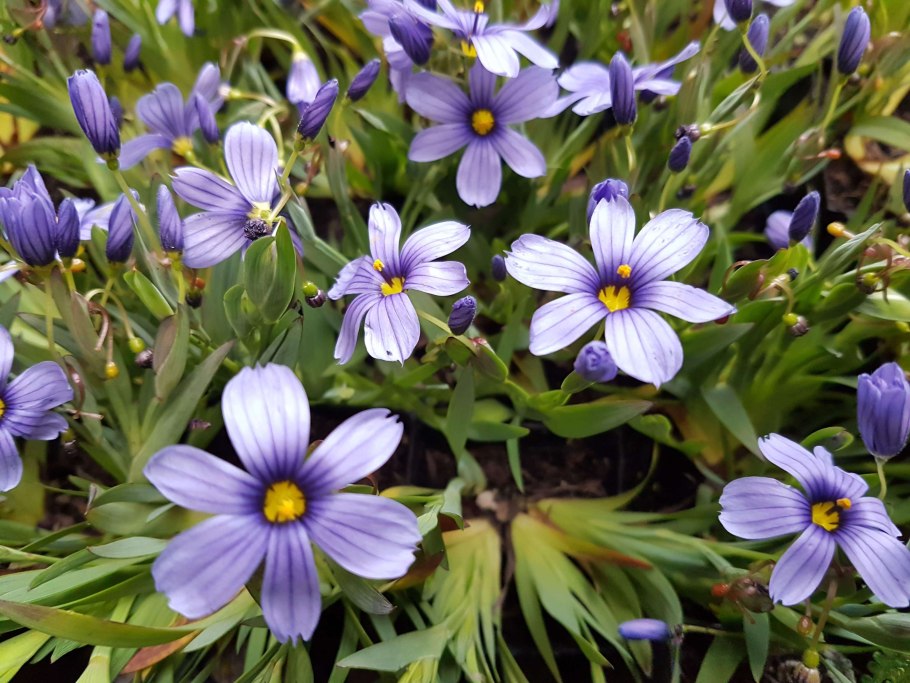 Сисюринхий голубой