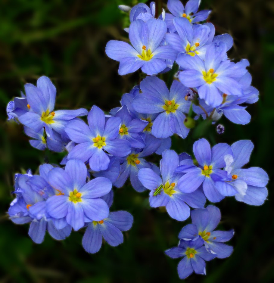 Sisyrinchium angustifolium