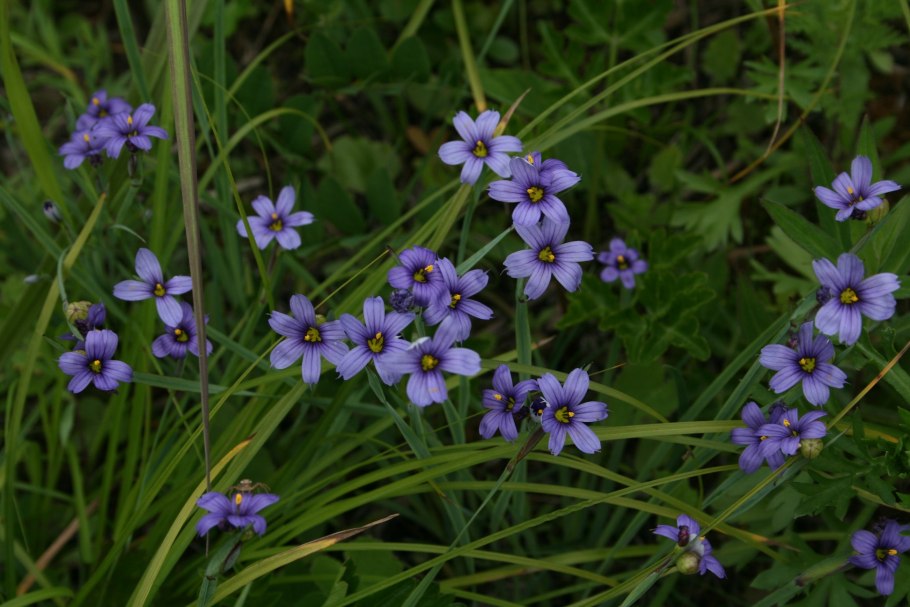 Sisyrinchium angustifolium