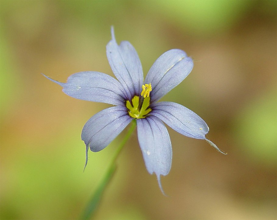 Sisyrinchium montanum bleu