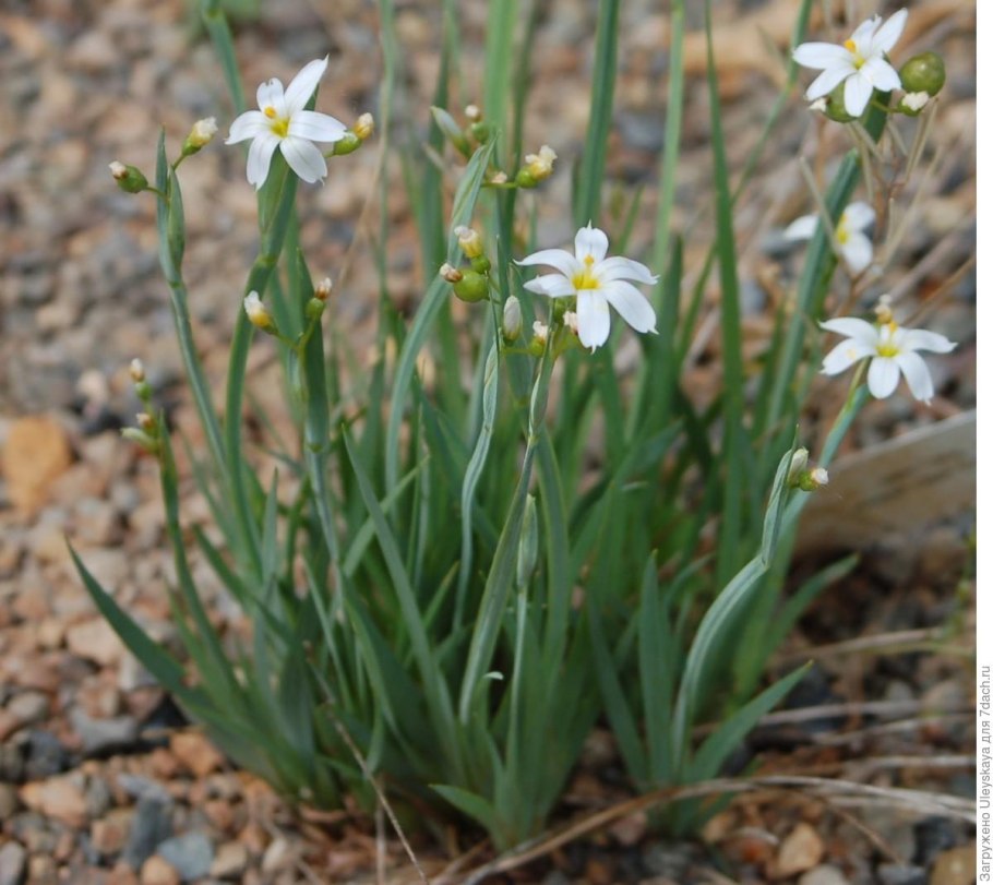 Сисюринхий калифорнийский