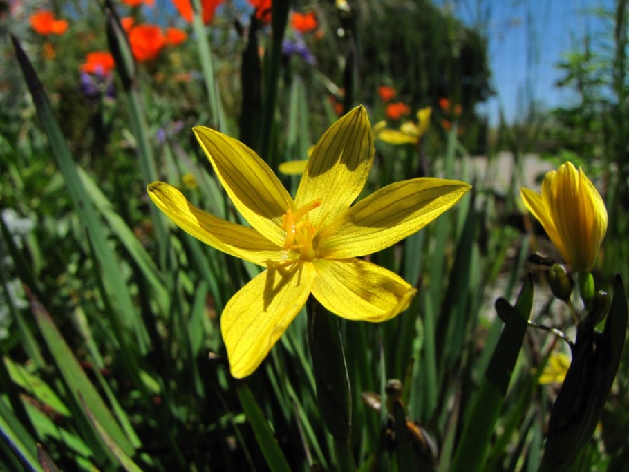 Сисюринхий узколистный синий