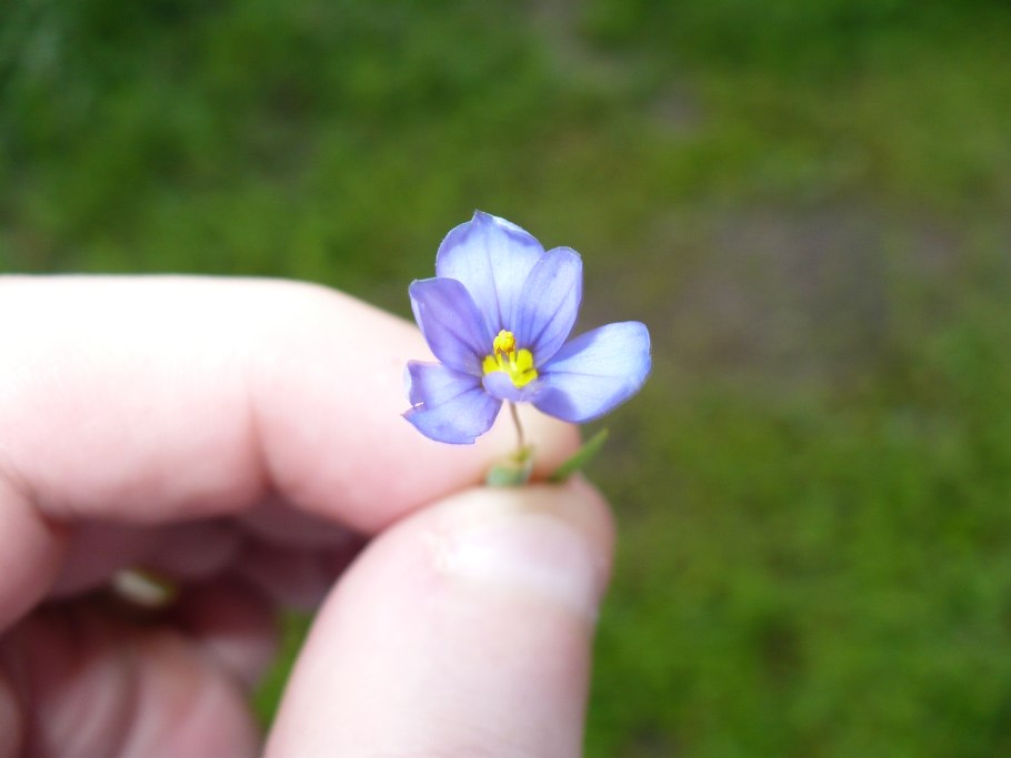 Сисюринхий полосатый - Sisyrinchium striatum