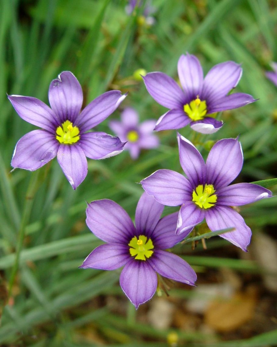 Sisyrinchium angustifolium
