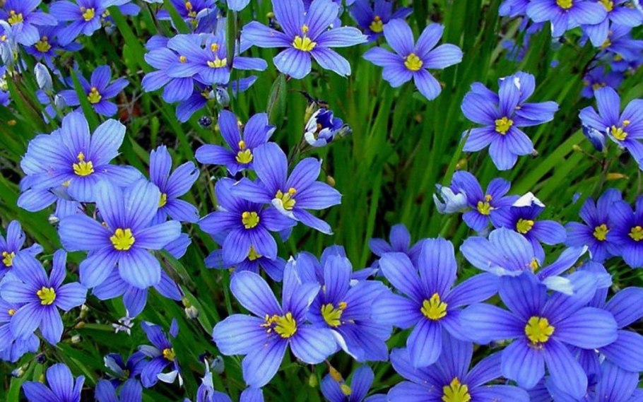 Сисюринхий полосатый - Sisyrinchium striatum