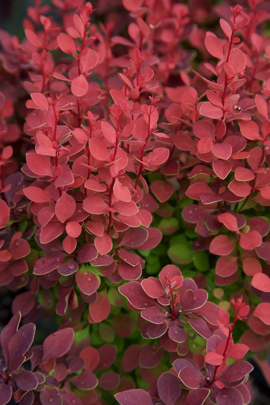 Барбарис Тунберга Atropurpurea