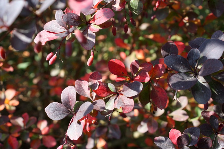 Барбарис декоративный кустарник