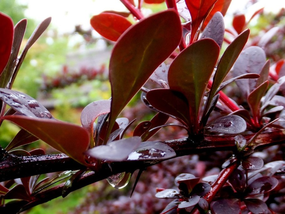Барбарис Тунберга Atropurpurea