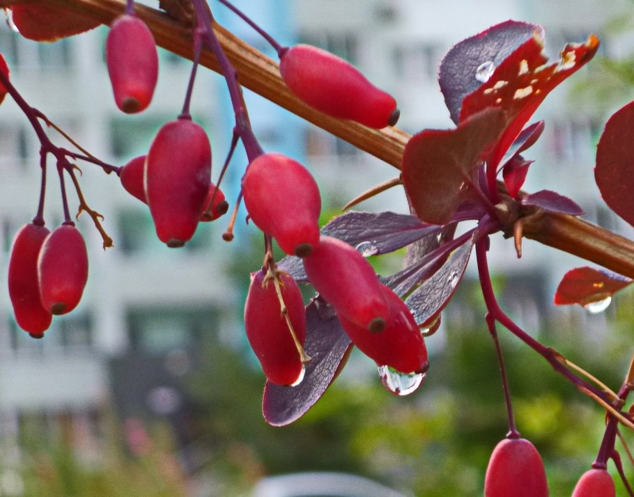 Барбарис Тунберга Atropurpurea