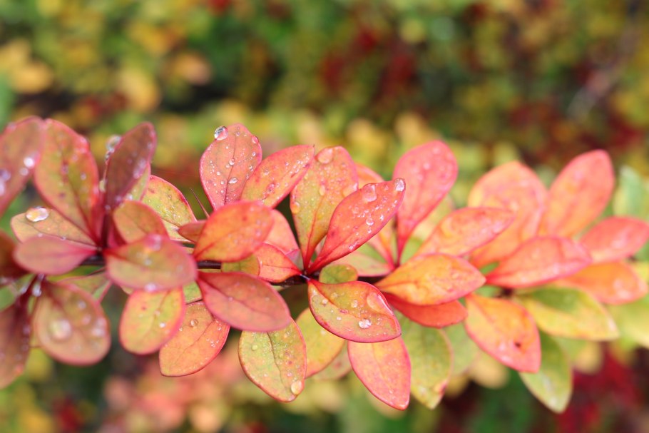 Барбарис Атропурпуреа Нана