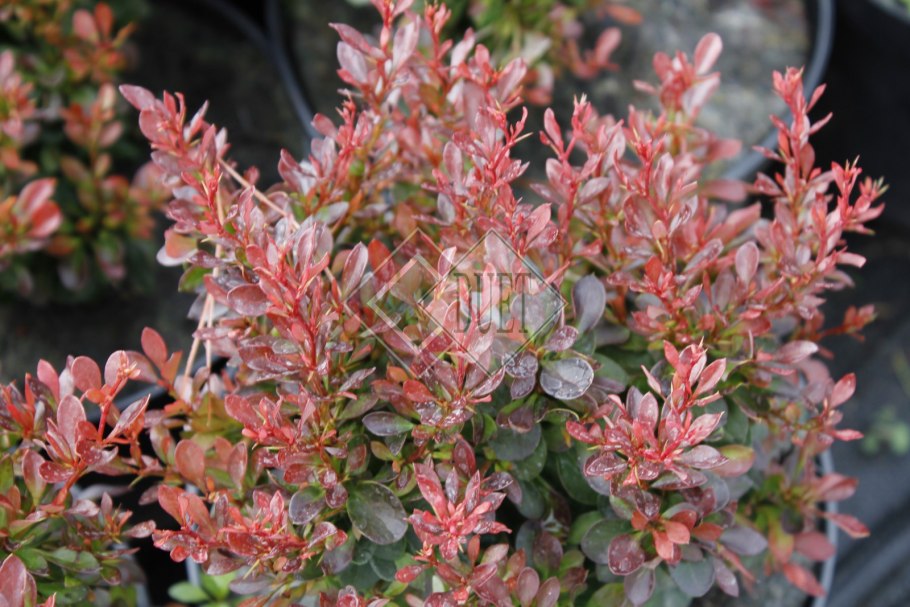 Барбарис канадский (Berberis canadensis)