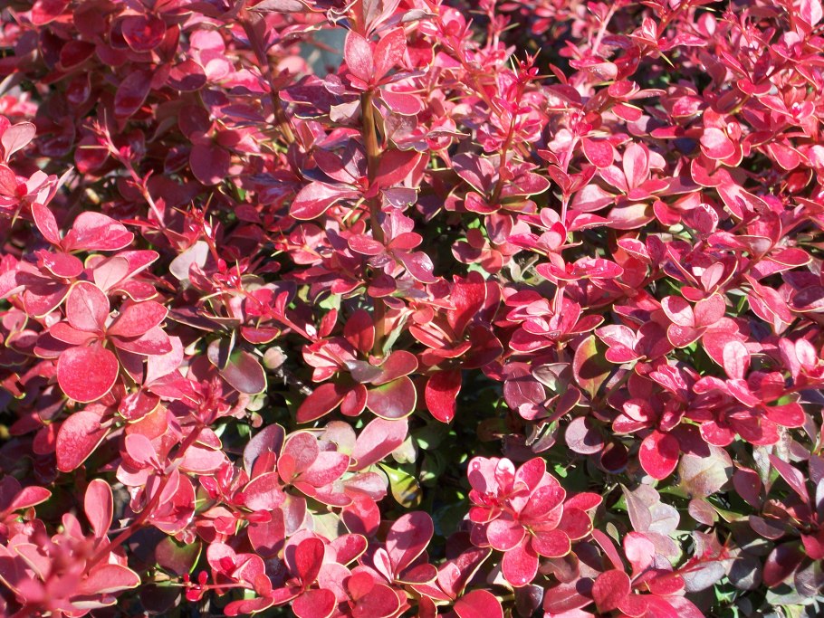 Барбарис дерево