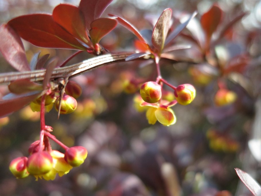 Барбарис обыкновенный (тенбергера)