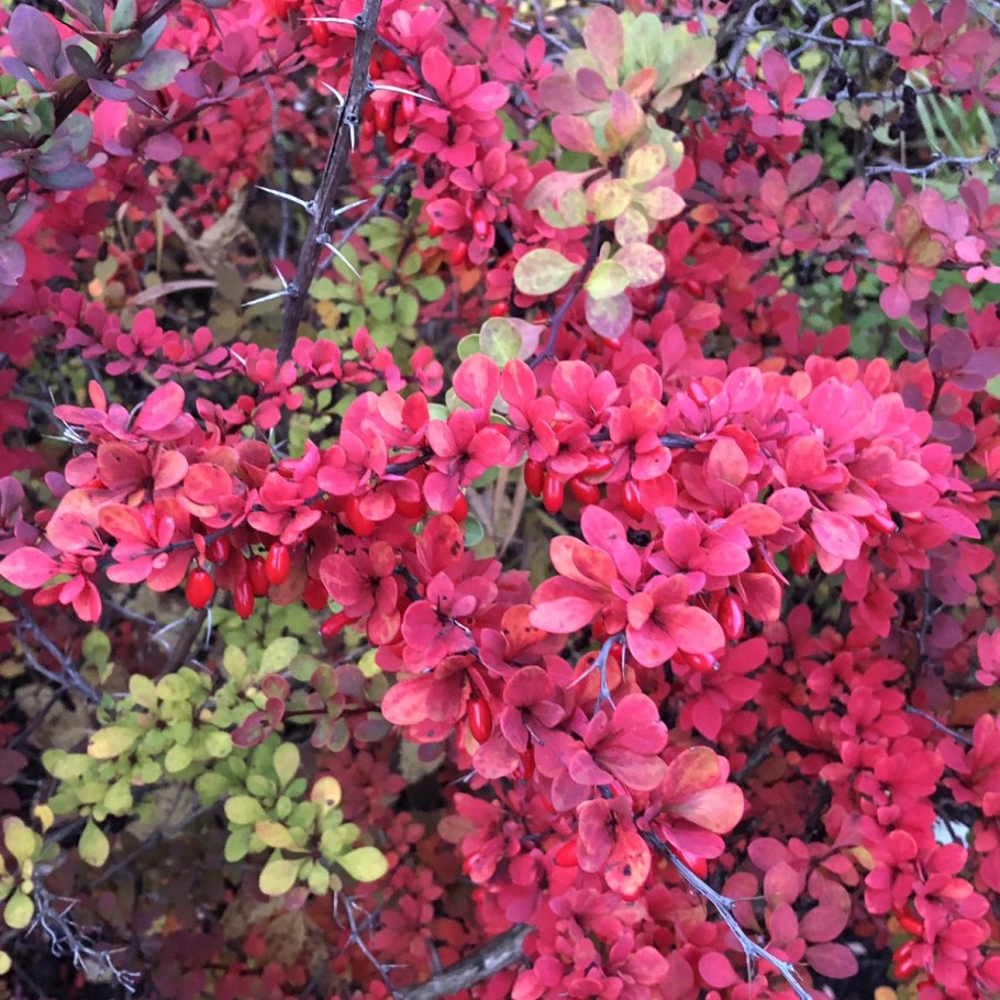 Барбарис Тунберга обыкновенный