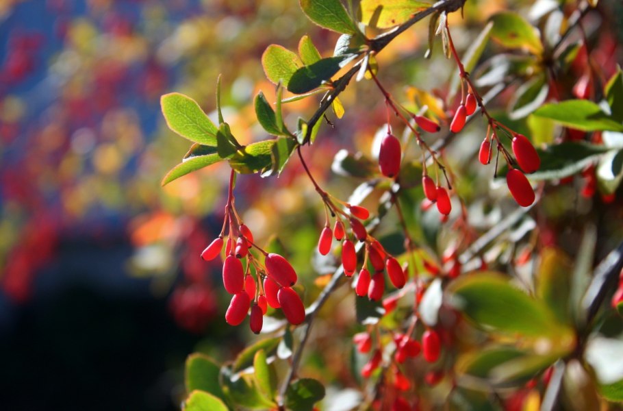 Барбарис Тунберга Кармен