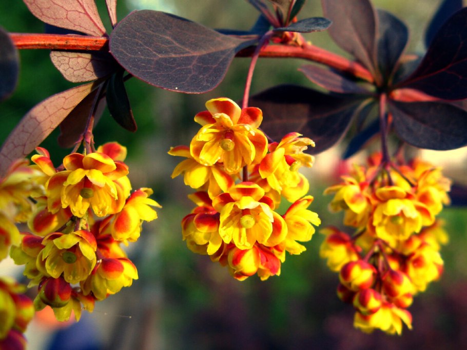 Berberis Noname