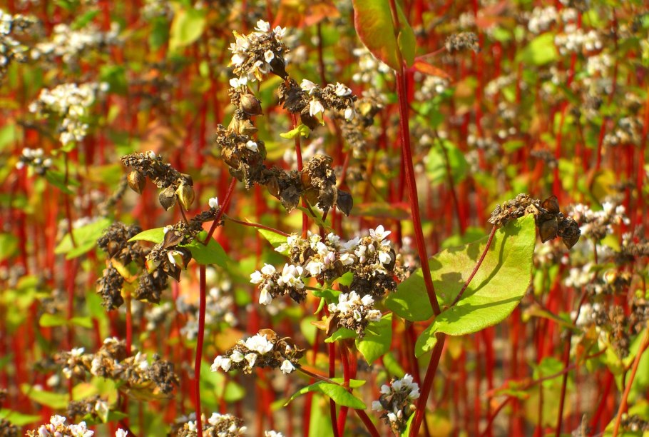 Гречиха посевная крупа