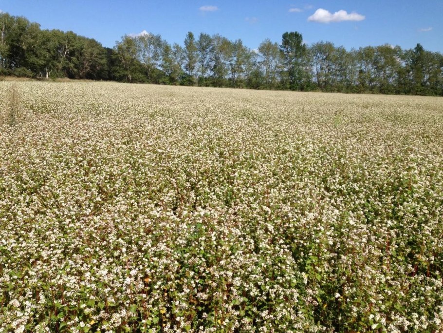 Гречиха посевная крупа