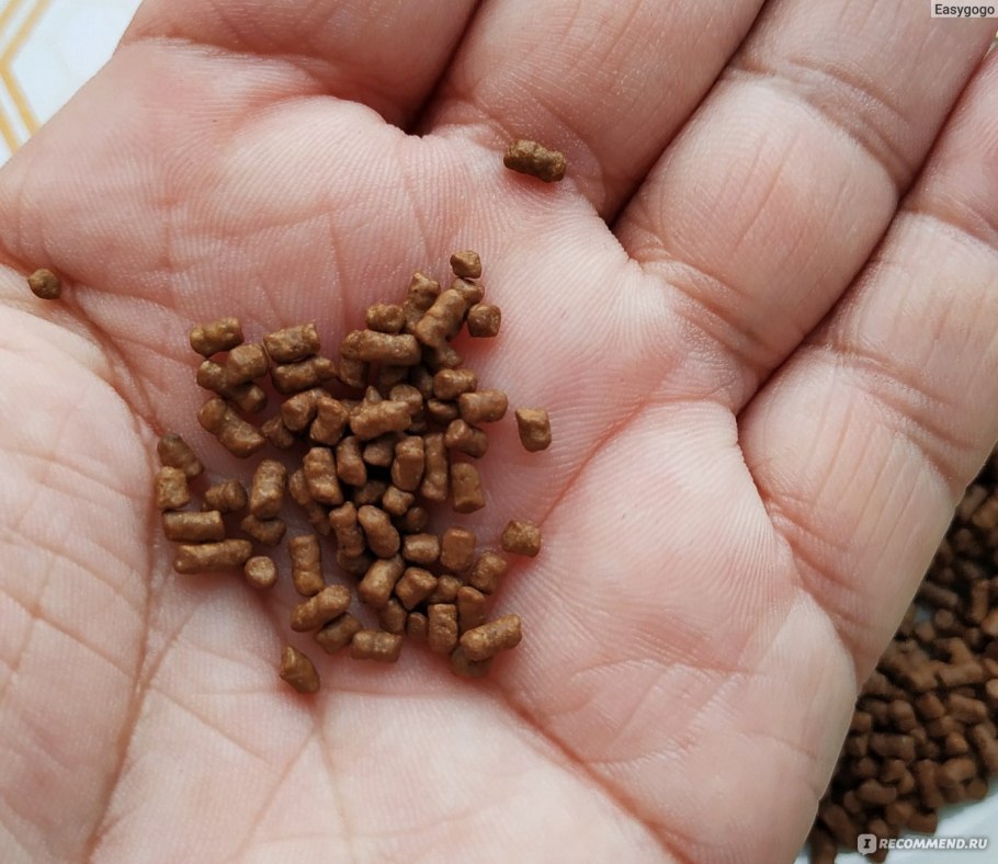 Цветущая гречиха поля Алтая