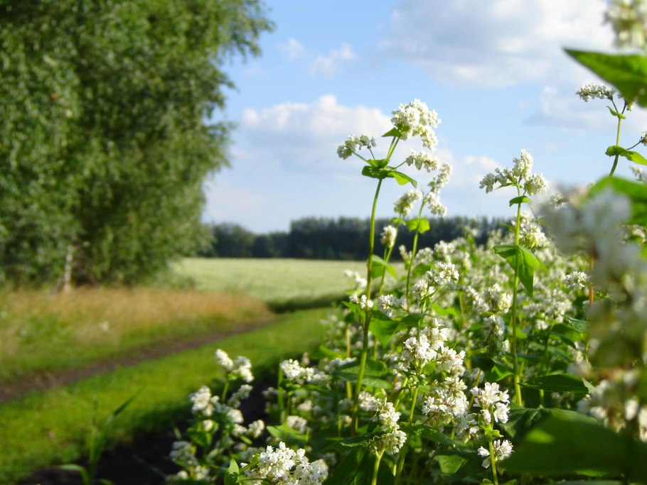 Гречиха посевная сидерат