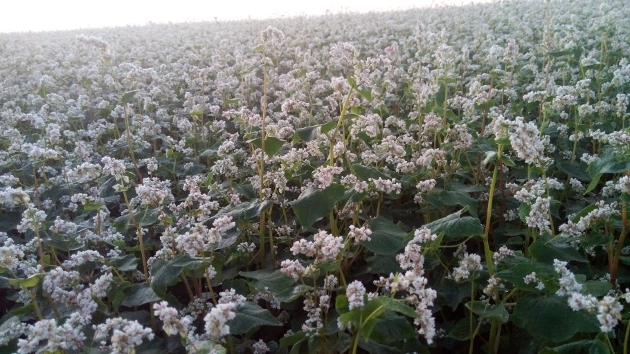 Гречиха девятка