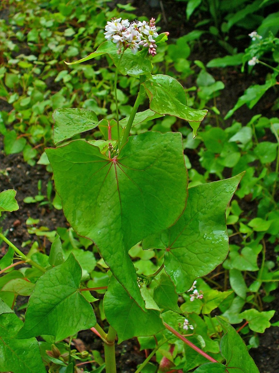 Гречиха посевная
