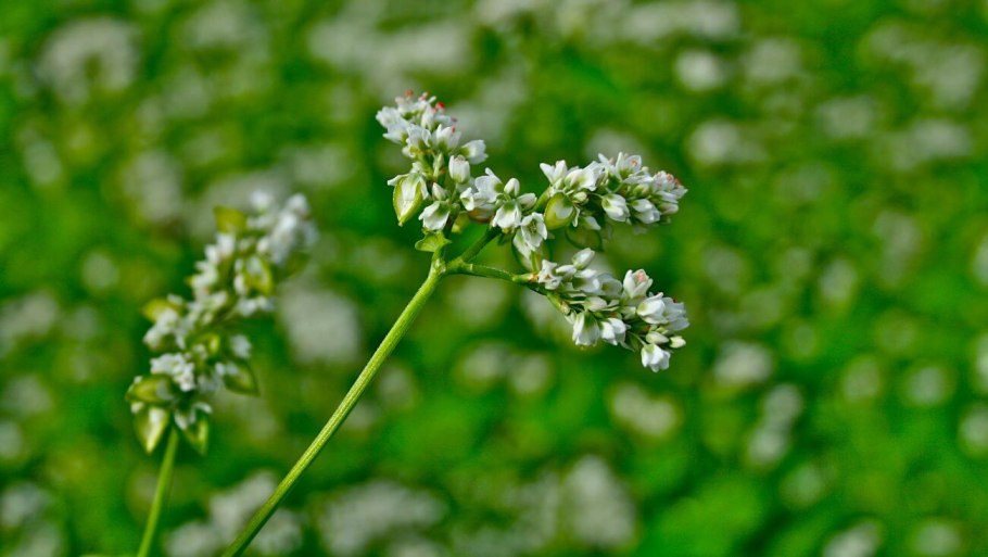 Горец почечуйный