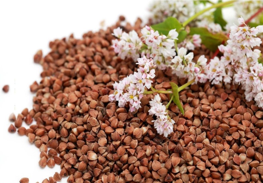 Гречиха посевная крупа