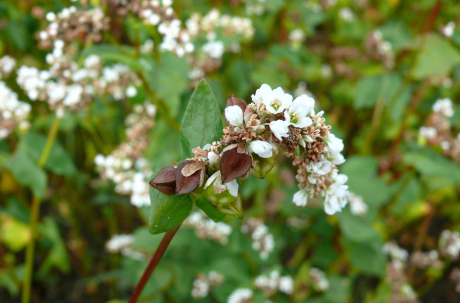 Колос гречихи