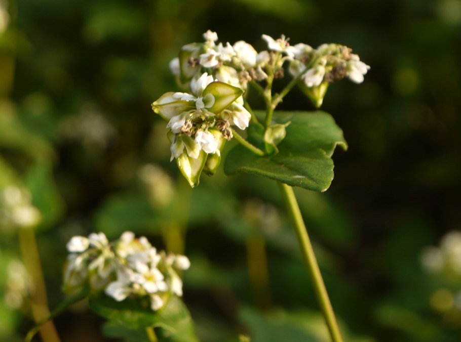Гречиха (Fagopyrum esculentum)