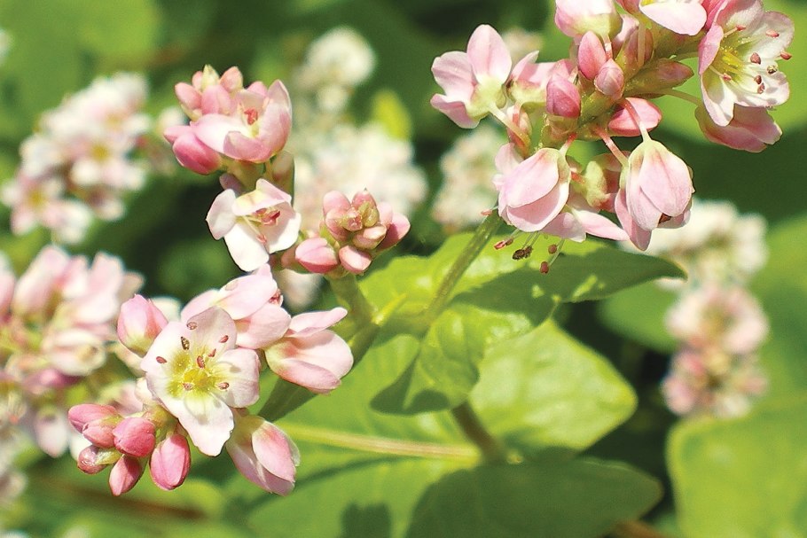 Гречиха Инзерская