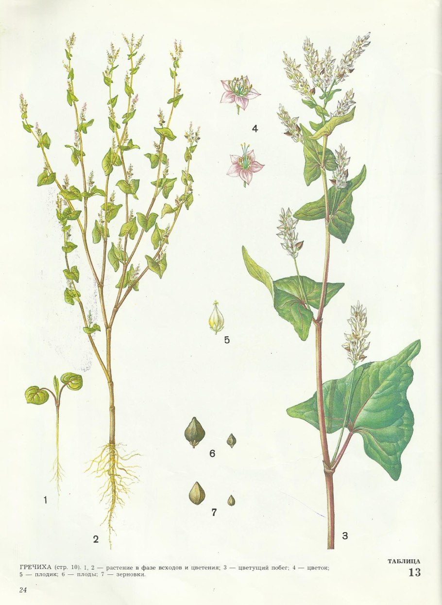 Гречиха посевная соцветие