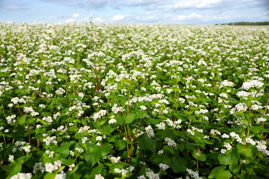 Гречиха Инзерская