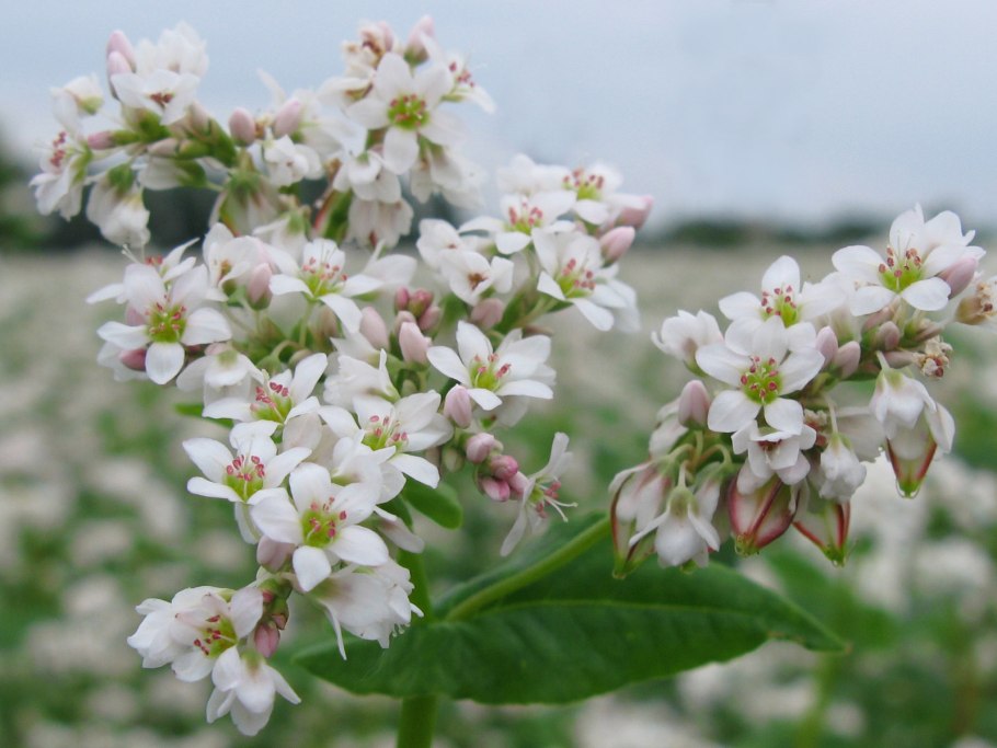 Гималайская гречиха