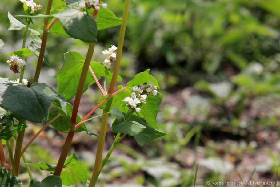 Гречиха посевная