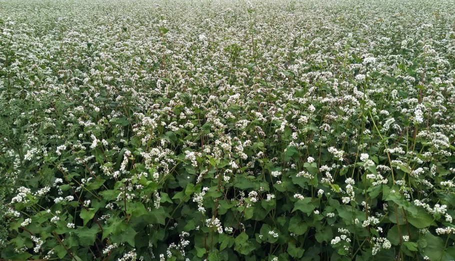 Гречиха посевная крупа