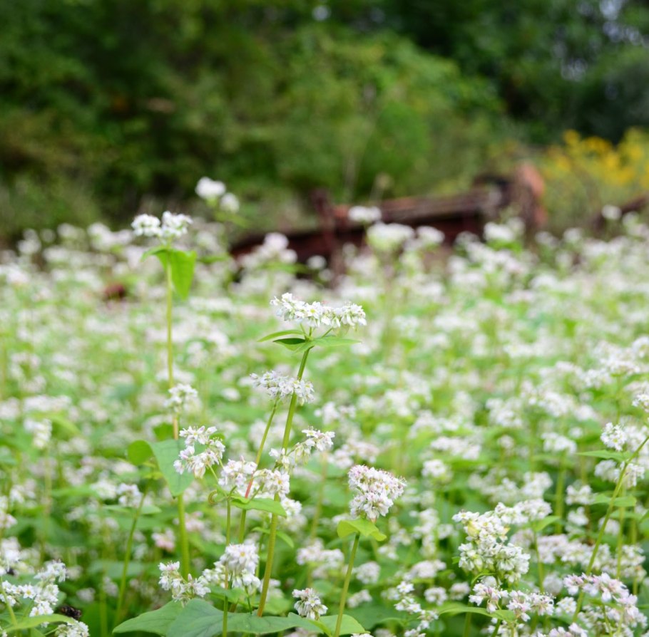 Зелёная гречка Колос