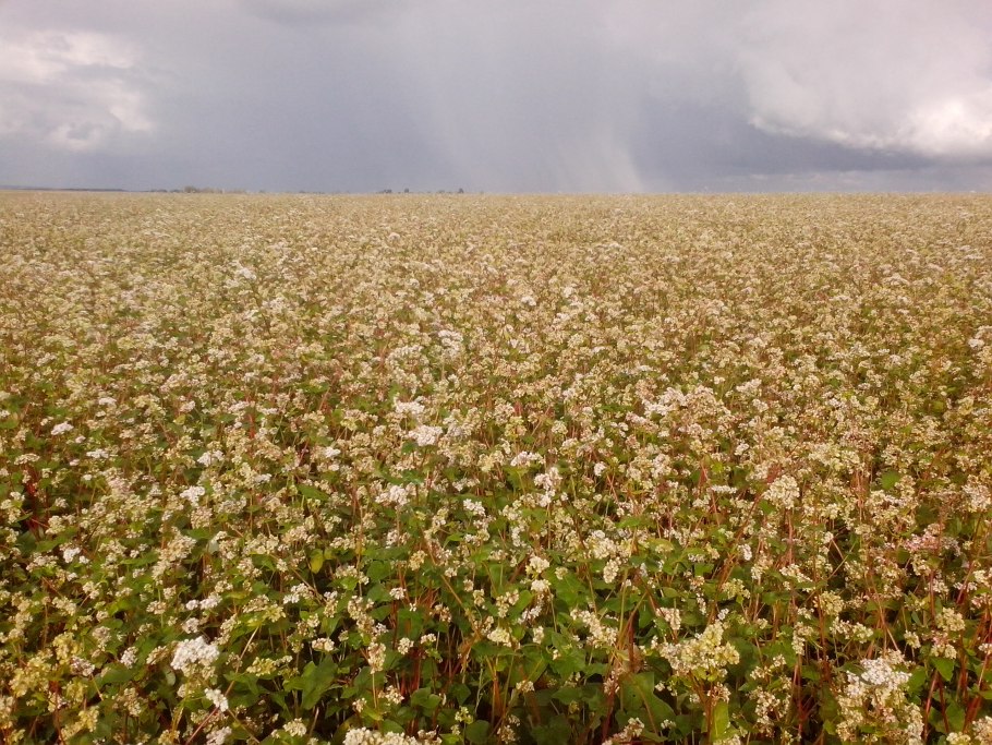 Гречиха посевная крупа
