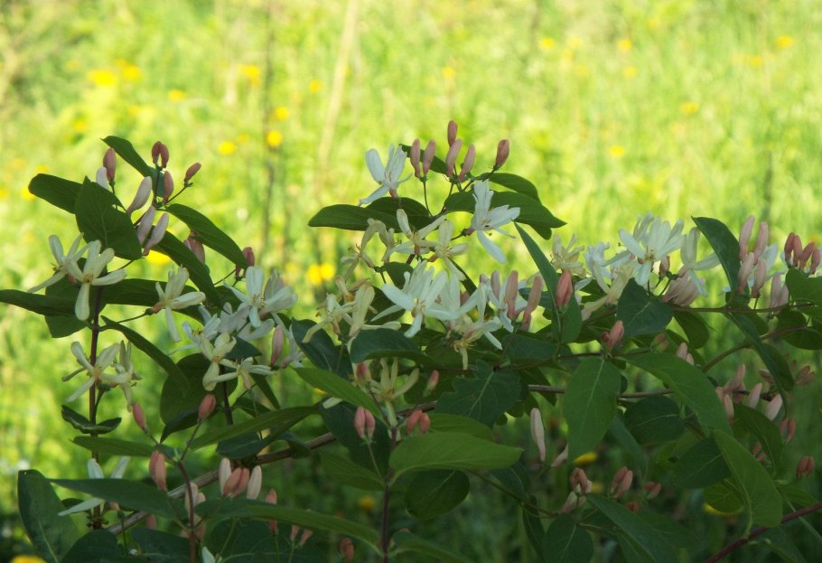 Жимолость ягода