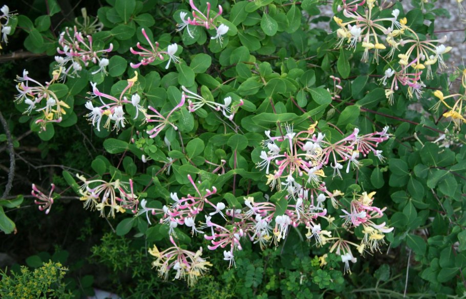 Жимолость тосканская (Lonicera Etrusca)