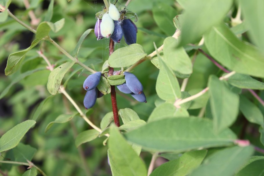 Lonicera caerulea 'wojtek'