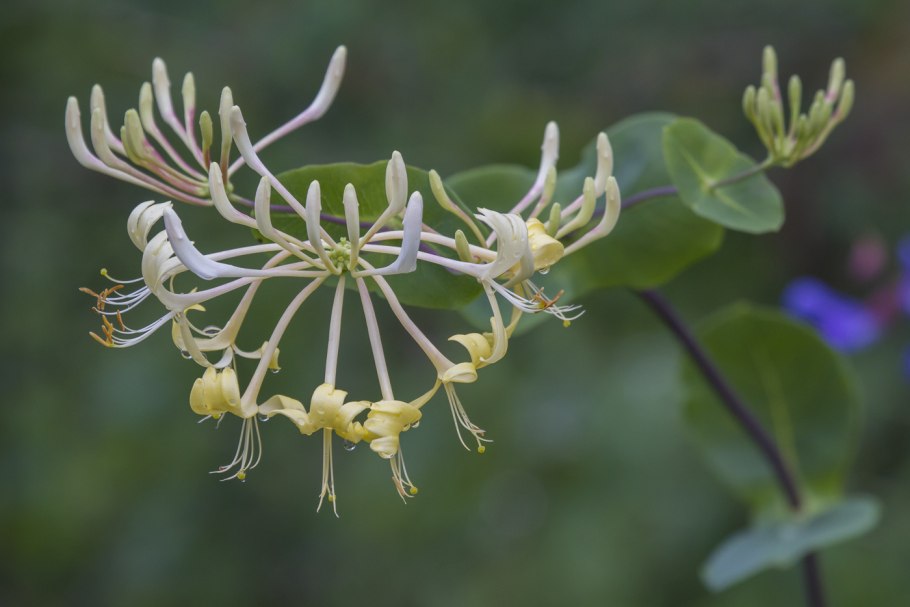 Lonicera tatarica жимолость Татарская