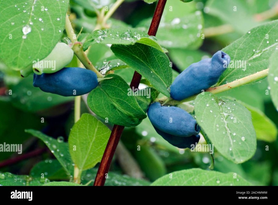 Жимолость съедобная черничка