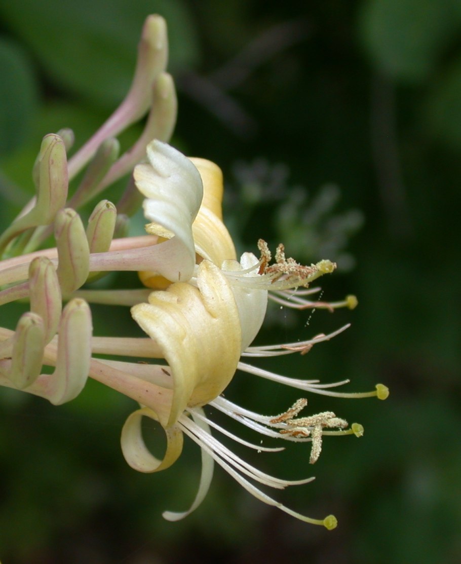 Lonicera canadensis