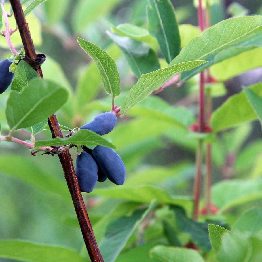 Жимолость съедобная волхова