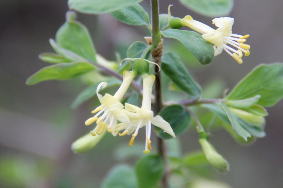 Lonicera dioica